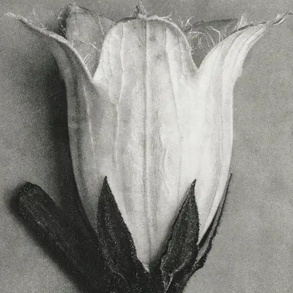 Image for the service