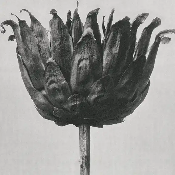 Image for the service